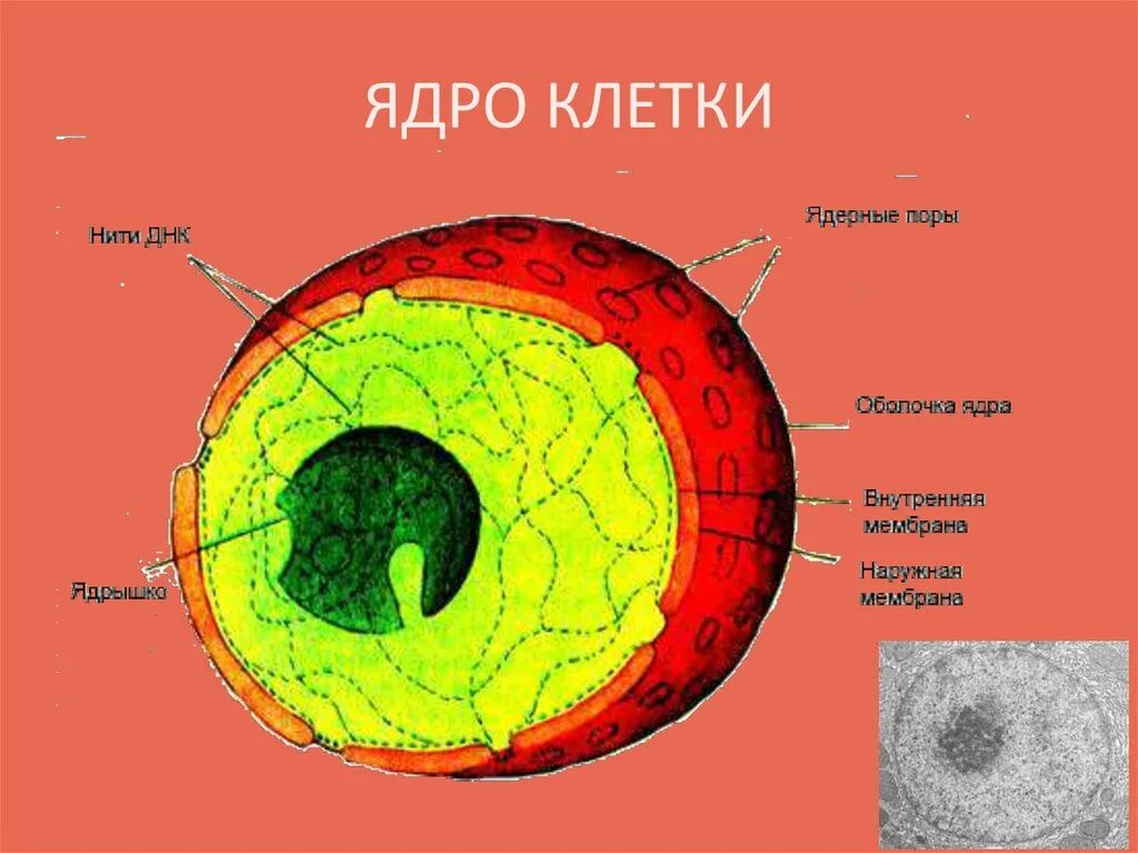 Как называется отверстие в оболочке ядра клетки. Строение ядра эукариотической клетки. Структура ядра эукариотической клетки. Функции ядра эукариотической клетки. Структура эукариотической клетки ядро ядрышко.