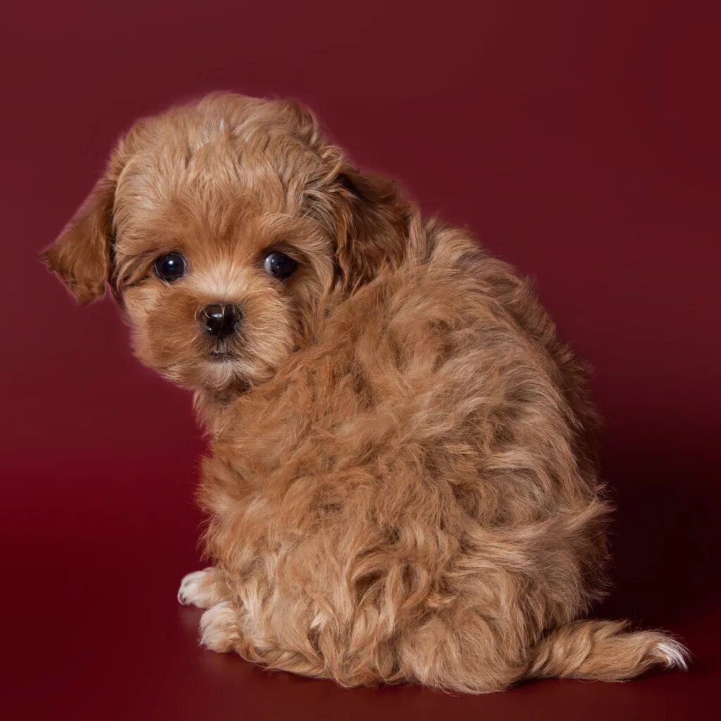 Мульти фу порода собак. Болонка мальтипу. Мальтипу ф1 микро. Мальтипу ф2 мини. Мульти фу порода собак.