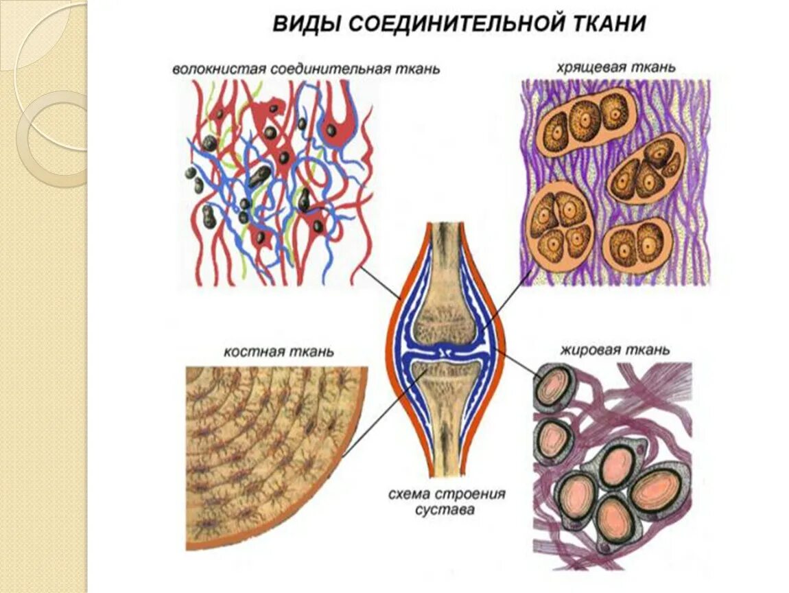 Картинки ТКАНЬ ЭТО СОВОКУПНОСТЬ КЛЕТОК И МЕЖКЛЕТОЧНОГО ВЕЩЕСТВА