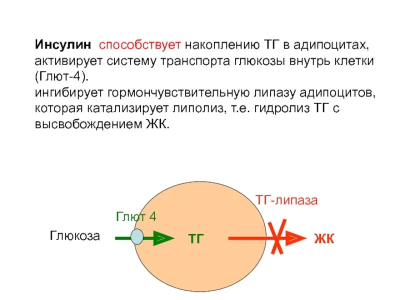 Как инсулин влияет на гликоген. Инсулин способствует накоплению. инсулин липолиз. адипоцит биохимия. инсулин ингибирует липолиз.