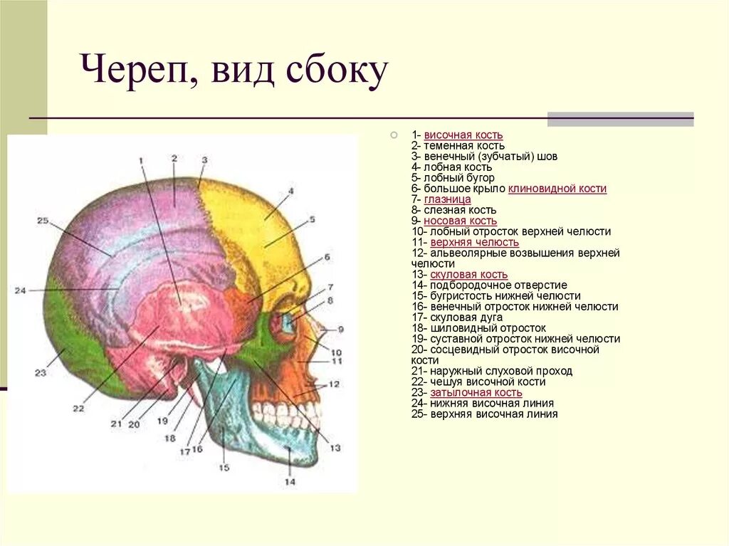 Строение черепа человека вид сбоку. Череп вид сбоку анатомия. Схема свод черепа сбоку. Кости мозгового отдела черепа анатомия.