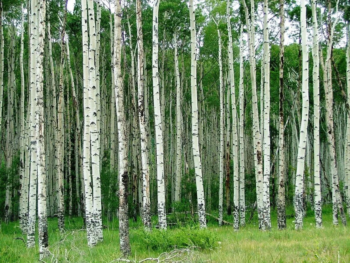 Лес где растет береза