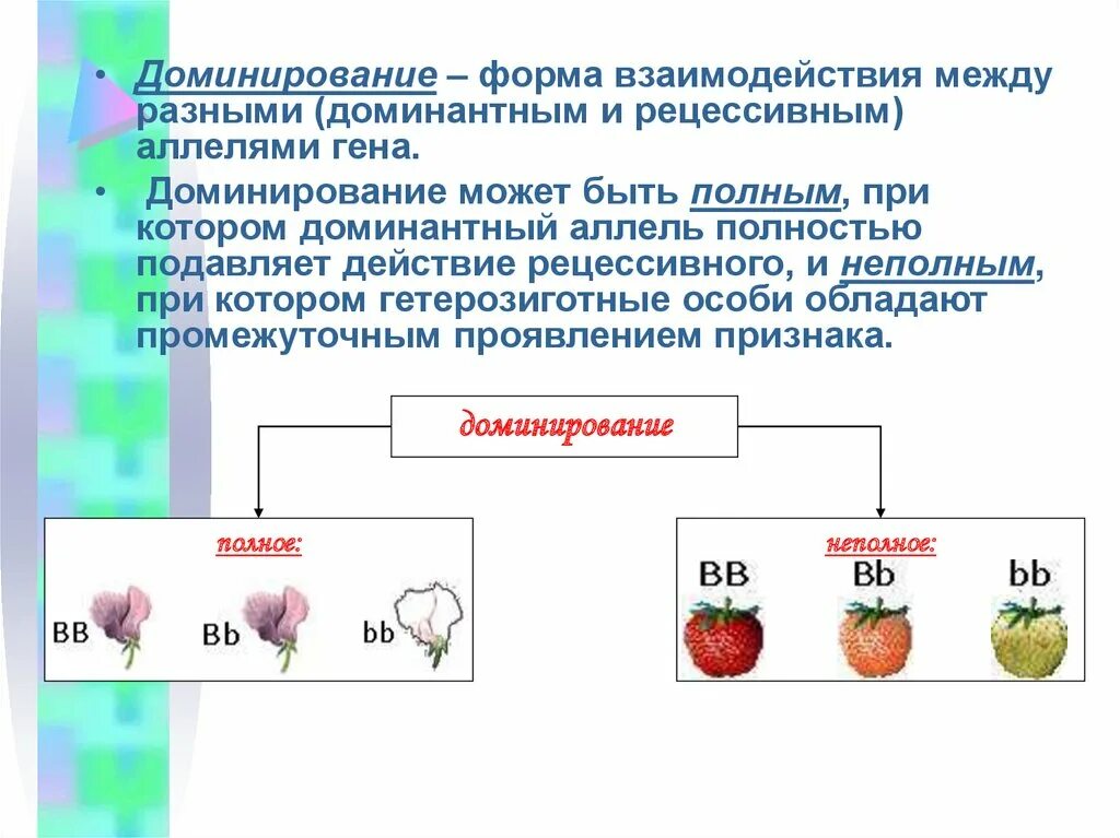 Генотипа промежуточного признака. Полное доминирование это в генетике. Взаимодействие генов полное доминирование. Взаимодействие аллельных генов неполное доминирование. Доминирование определение.