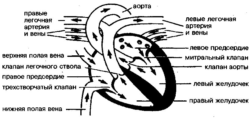 Гемодинамика сердца схема. Схема направления тока крови. Схема строения сердца ток крови. Схема строения сердца и кругов кровообращения. Легочный круг заканчивается