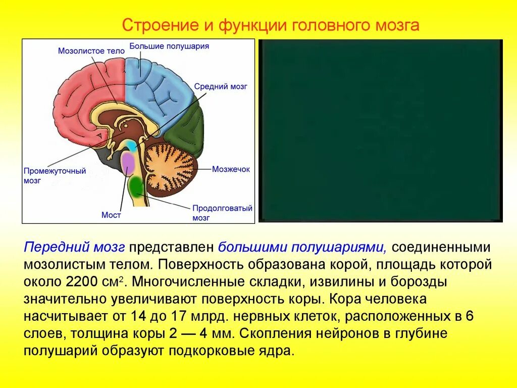 Какова роль мозга. Спинной и головной мозг строение и функции. Строение и функции спинного мозга и головного мозга. Структура головного и спинного мозга. Структура и функции спинного мозга.