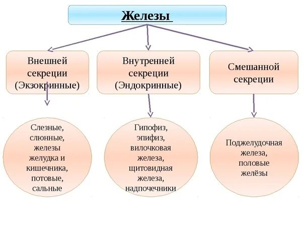 Органы внешней секреции человека