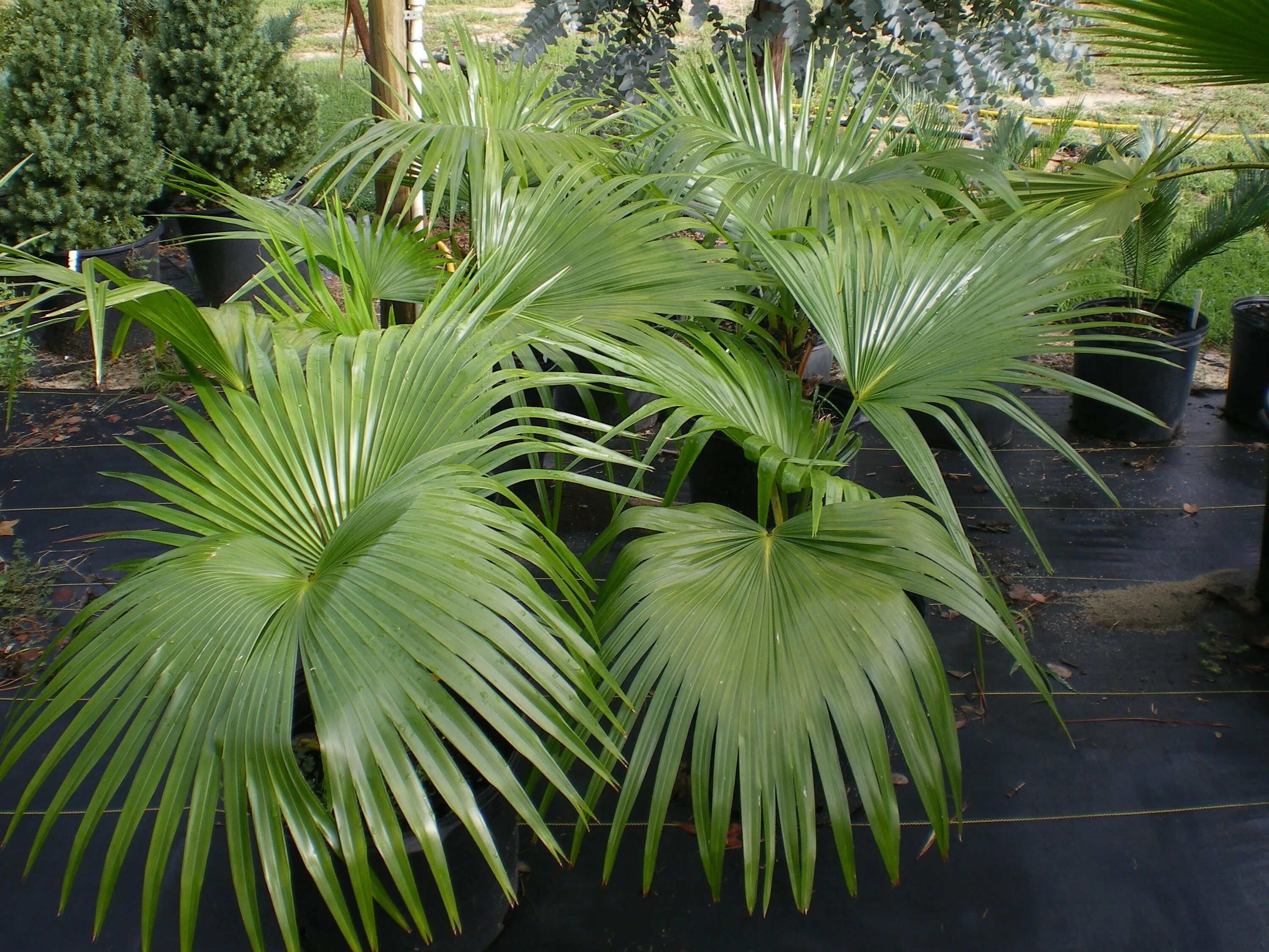 Tropical plant. Ливистона нефрит. Веерная Пальма Ливистона. Ливистона Ротундифолия. Ливистона китайская нефрит.