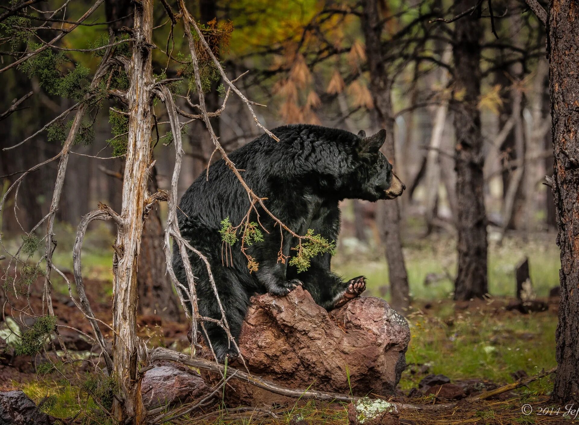 Медведь на фоне леса. Медведь в лесу. Бурый медведь в тайге россии. Медведь. Медведь в тайге.