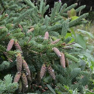Ель picea
