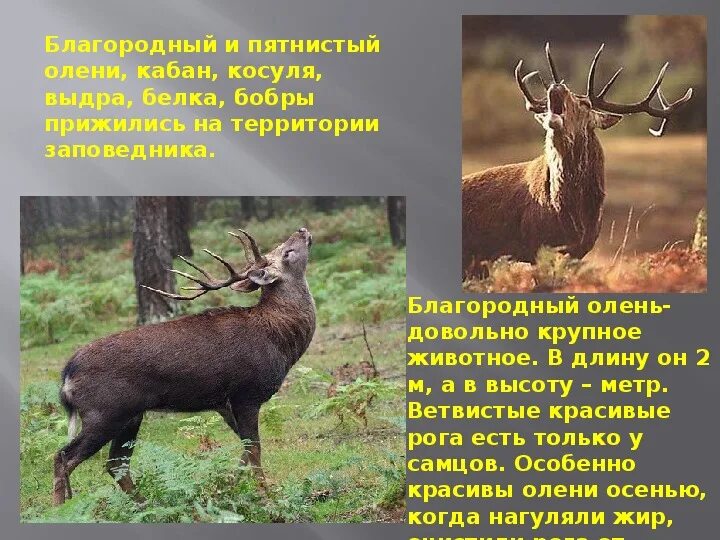 Приокско террасный заповедник кроссворд 3 класс. Приокско-террасный заповедник природная зона. приокско-террасный заповедник презентация 5 класс. приокско-террасный заповедник презентация 4 класс. приокско-террасный заповедник окружающий мир 4 класс.