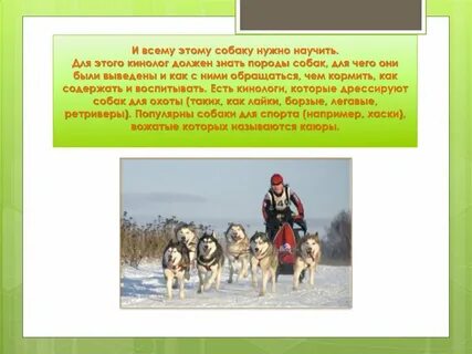Зачем нужны собаки в городе