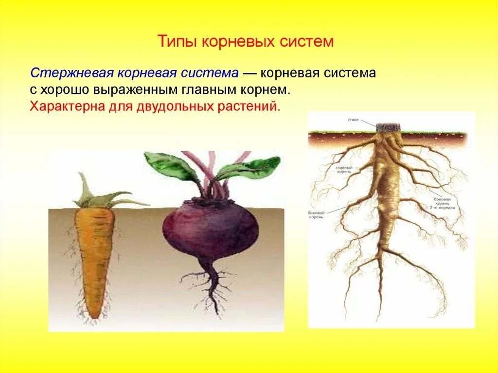 Что относится к корневым. Стержневая корневая система и мочковатая корневая. Стержневая и мочковатая система корня. Стержневая корневая система 6 класс. Стержневая корневая система главный и боковые корни.