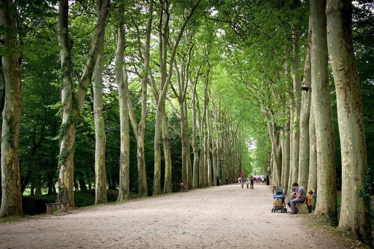 платановая аллея, геленджик, улица островского. платановая аллея феодосия. платан аллея сочи. платановая аллея. геленджик платановая аллея коробейник.