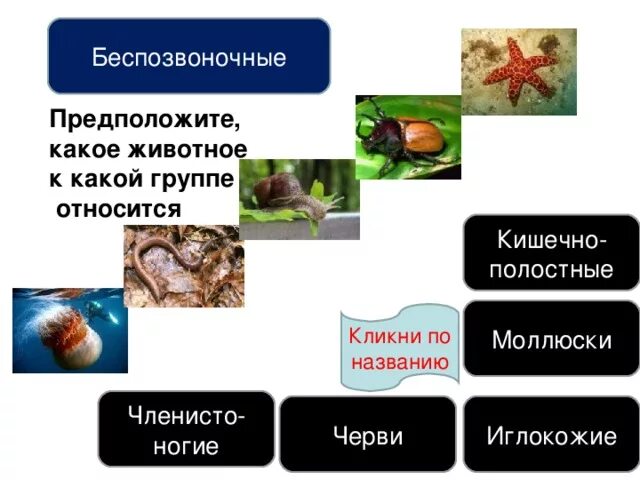 Группы беспозвоночных. Черви моллюски иглокожие. К группе беспозвоночных животных относят. К беспозвоночным относятся. К какому классу относится беспозвоночные животные