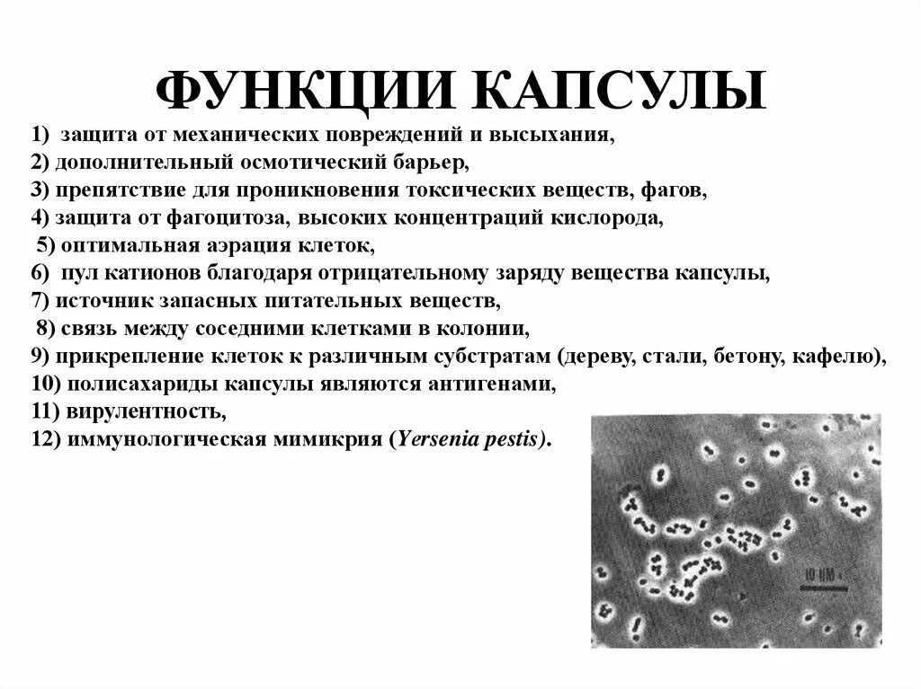 Какие функции выполняют бактерии в организме человека. Функции капсулы микроорганизмов. Функции капсулы бактериальной клетки. Функции капсулы бактерий. Типы капсул бактерий.