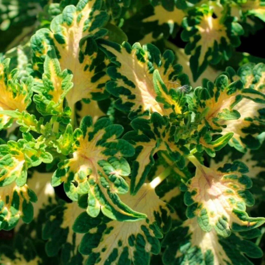 Coleus lime - колеус лайм. Колеус цитрон. Колеус лимонный. Колеус блюма зеленый. Колеус лимонный.