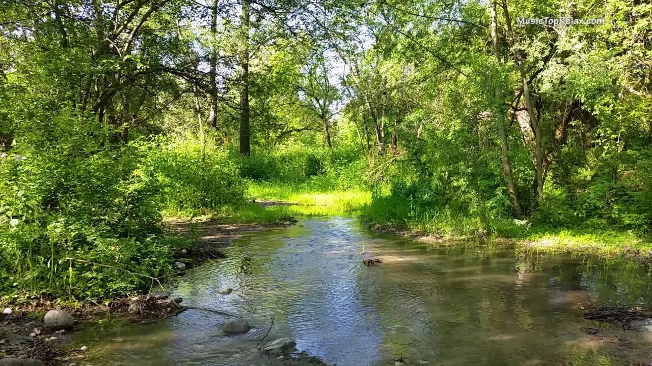 Шум воды ручья. Лесная речка. Летний ручей. Лесной ручей. Лес ручей птицы.