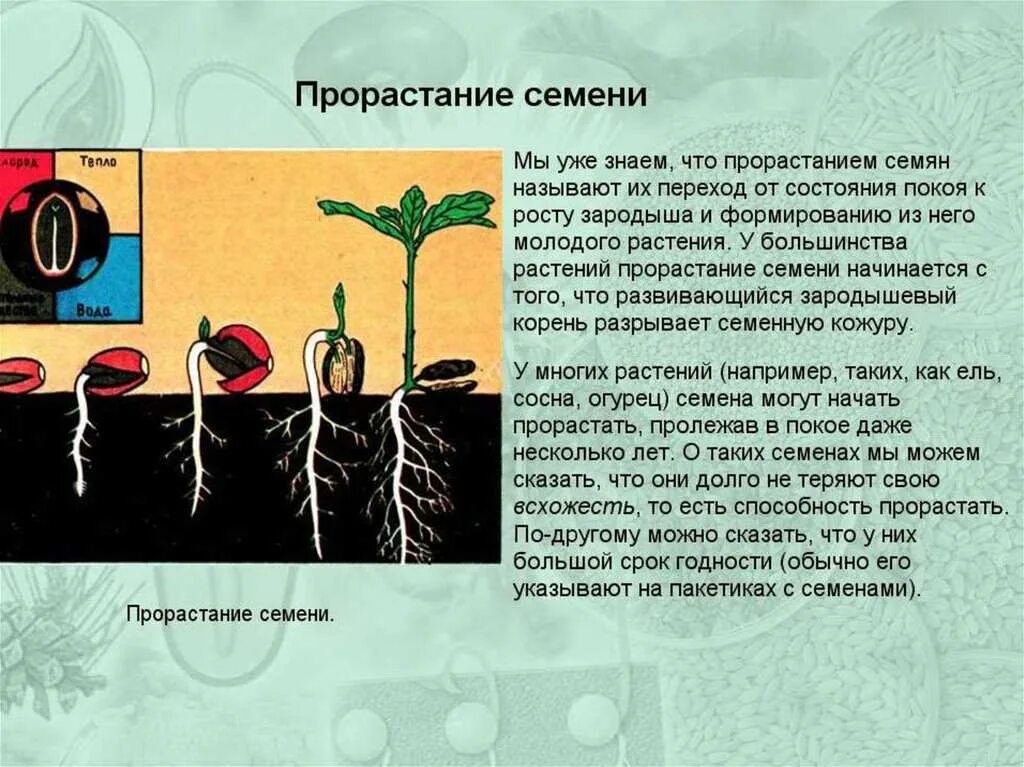 Как пишется слово прорастет. Прорастание растения биология. Прорастание семян тыквы 6 класс. Условия прорастания 6 класс биология. Проект по биологии 6 класс на тему прорастание семян пшеницы.