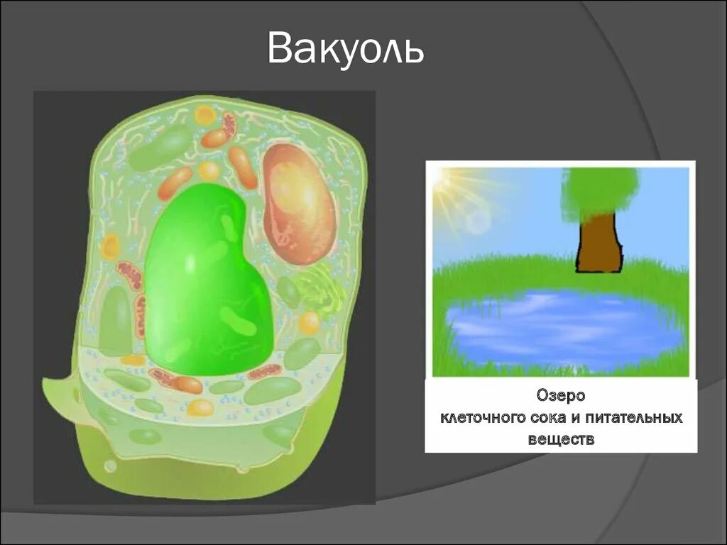 Вакуоль рисунок. Вакуоль строение рисунок. Вакуоль с клеточным соком. Вакуоль клетки рисунок. Клеточный сок содержимое вакуоли