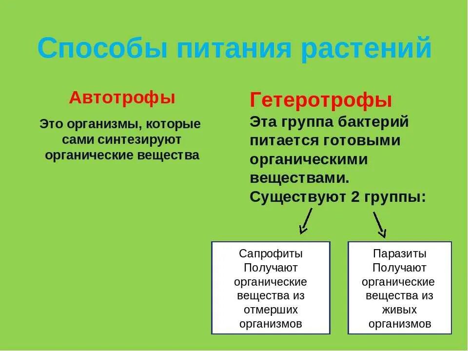 Растения являются по способу питания кроме паразитов. Автотрофное питание растений. питание растений автотрофы гетеротрофы. автотрофный и гетеротрофный способ питания. автотрофы и гетеротрофы 5 класс биология.
