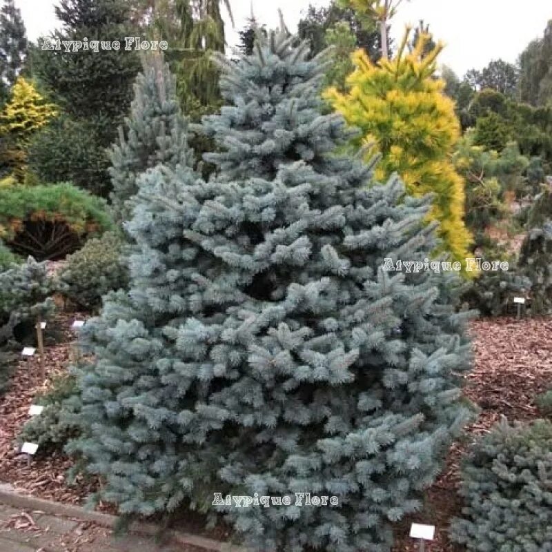 Picea pungens 'Barabits Compact'. Ель Барабитс Блю. Ель колючая "Barabits". Picea pungens compacta pyramidalis. Ель колючая высота