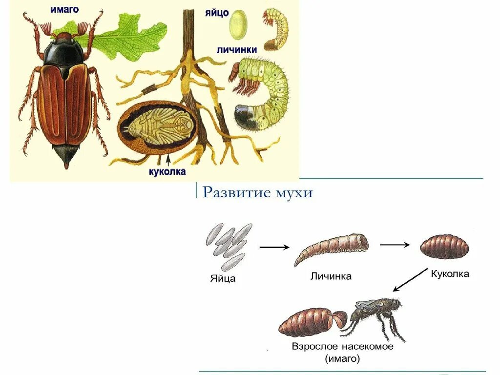 Какое развитие у жуков. Жук плавунец цикл развития. Стадия развития личинки жука плавунец. Постэмбриональное развитие жука-плавунца. Жук плавунец стадии развития.