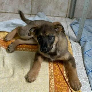 Даром псков