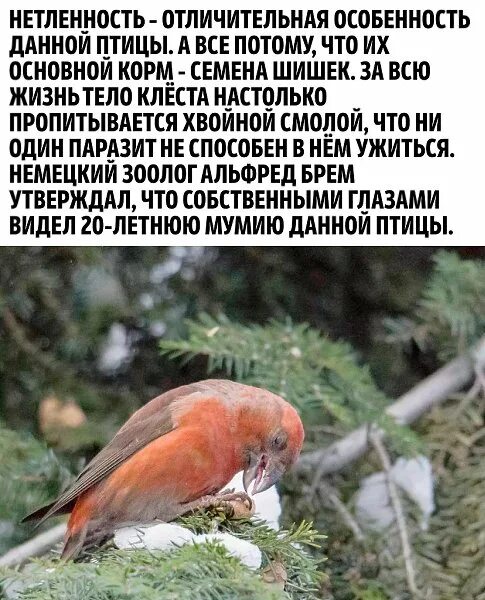 Клест птица фото с хохолком: найдено 82 изображений