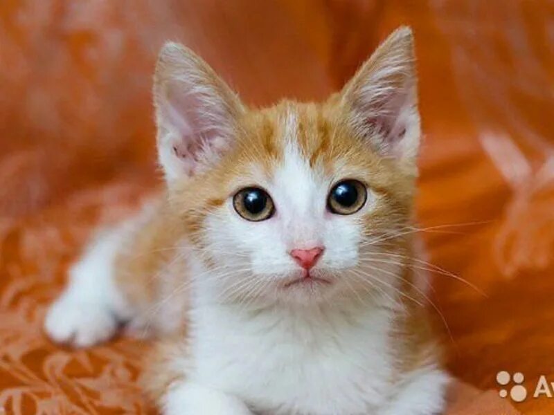 котята бело рыжего цвета. рыжая в белом. гладкошерстный турецкий ван рыже белый. котята бело рыжего цвета. рыже белый котенок.