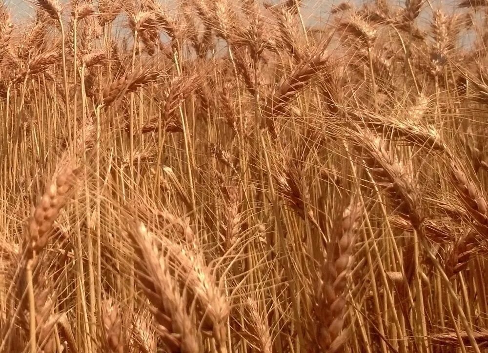 Пшеница 1 сорта. Колос плотный. мелисса и пшеница. red wheat. wheat middlings.