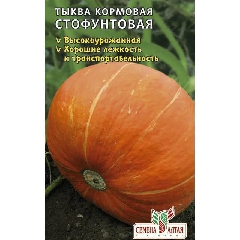 Как отличить кормовую тыкву