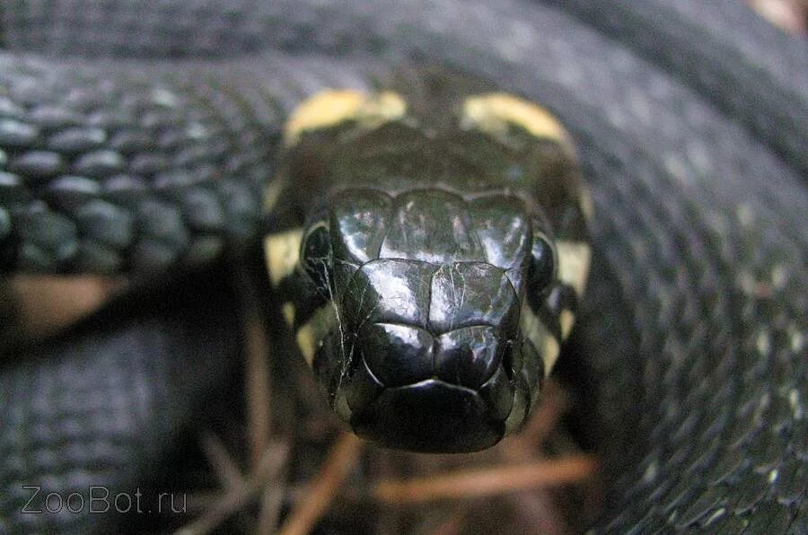 Черная с желтыми пятнами на голове. Обыкновенный уж Natrix Natrix. Уж обыкновенный - змея неядовитая. Желтоухий уж. Ювенильный уж обыкновенный.