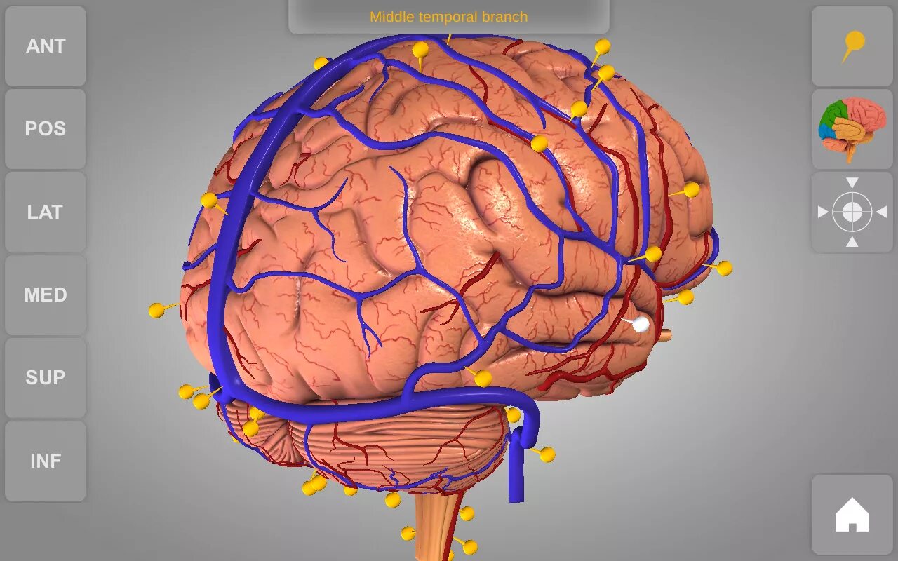1 brain for 2. 3д анатомия головного мозга.