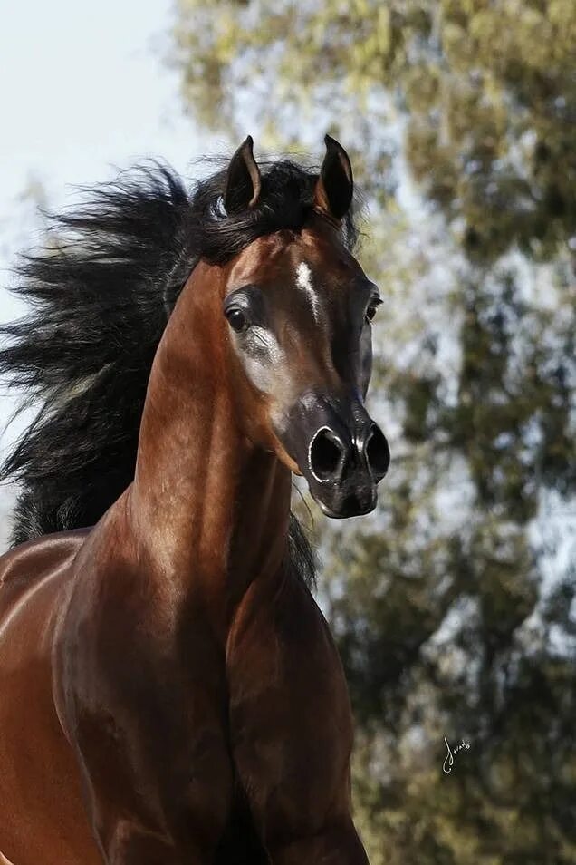 Top 10 Best Equine Photographers in the World Horses, Beautiful arabian horses, 