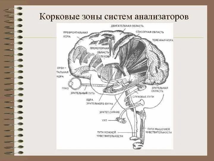 Строение коркового отдела анализатора. Корковое представительство слухового анализатора. Корковый центр слухового анализатора. Центральный корковый отдел анализатора.