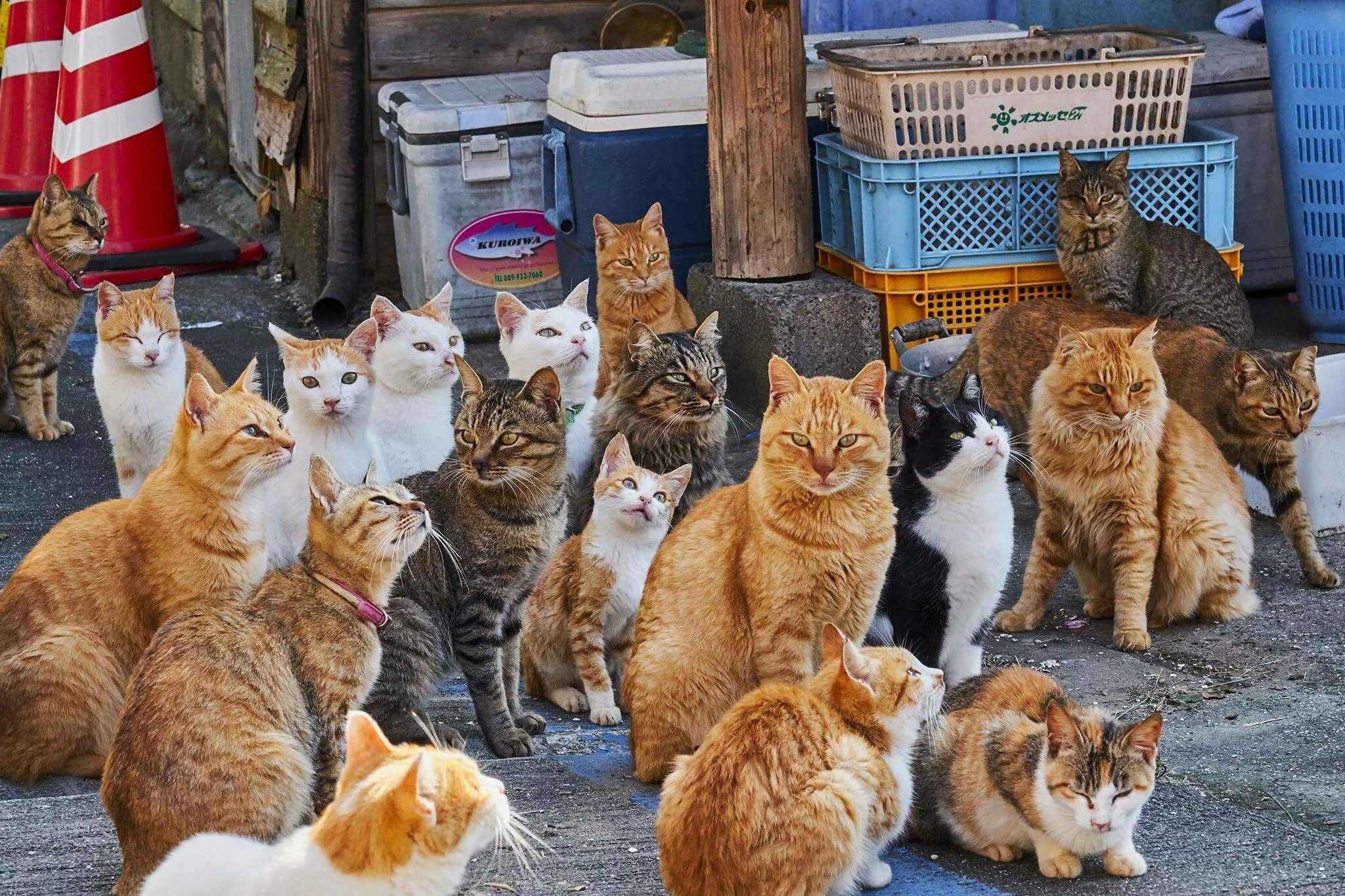 Кошка прожила