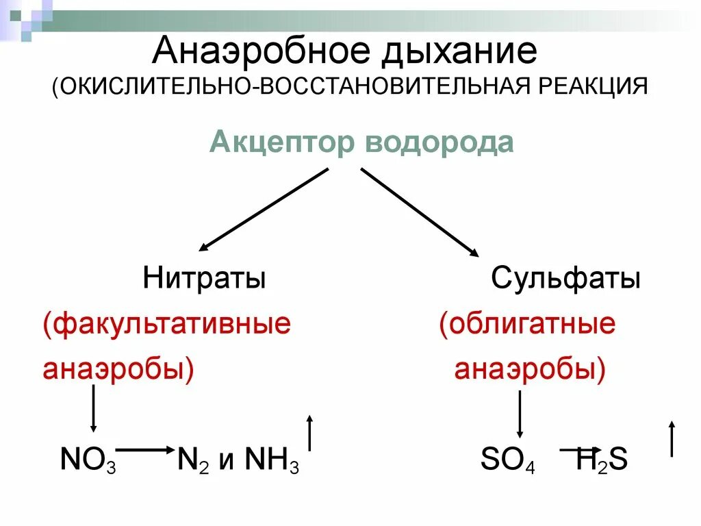 Окислительно восстановительные ферменты. Анаэробное дыхание схема. Анаэробная фаза дыхания схема. Анаэробное дыхание акцептор. Аэробное дыхание микроорганизмов.