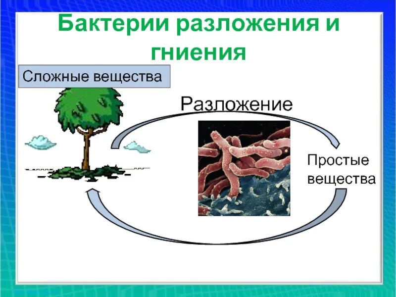 Бактерии гниения. Процесс разложения и гниения. Бактерии гниения названия. Процесс гниения схема. Роль бактерий гниения в природе