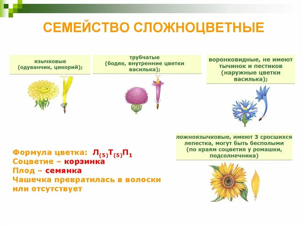 Семейства покрытосеменных растений Сложноцветные. Семейство Сложноцветные формула соцветие плод. Характеристика цветков сложноцветных. Характеристика семейства Сложноцветные 6 класс биология. Формула цветка растений семейства сложноцветные