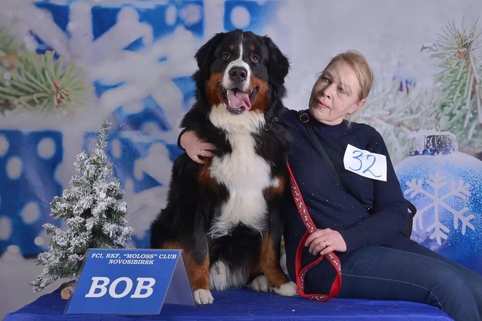 Фото бернский зенненхунд двоих. Arealros питомник. Питомник ареал рось богданович. Ареал рось питомник. Зенненхунд купить щенка в москве.