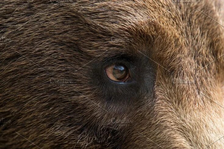 Pin by Chris Ryder on Bear love Black bear, North american wildlife, Bear