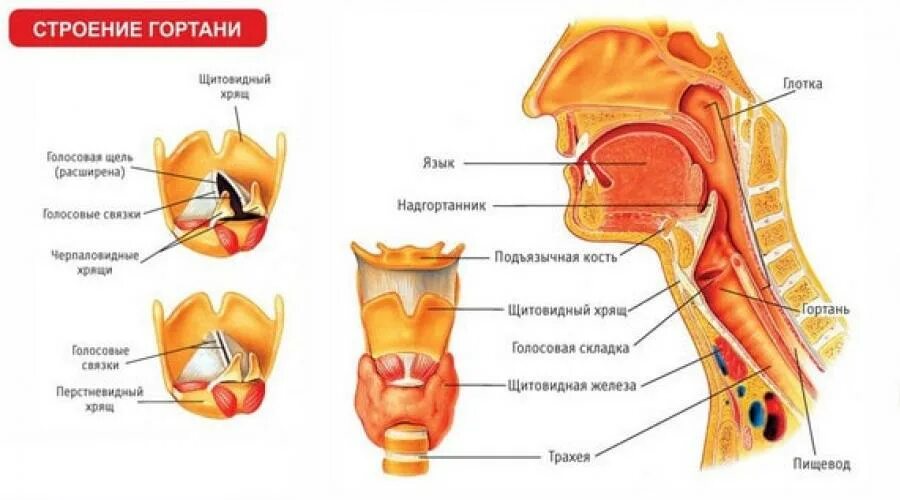 Строение горла