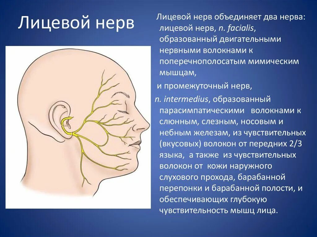 Нейропатия тройничного нерва. Психосоматика лицевой нерв. Тройничный лицевой нерв фото. Невропатия лицевого нерва-паралич мимических мышц. Тройничный лицевой нерв.