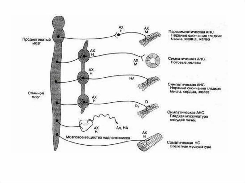 Рецепторы какой отдел нервной системы. Схема вегетативной автономной нервной системы. Схема рецепторов нервной системы. Нервная система фармакология схема. Нервные волокна отделов периферической нервной системы.