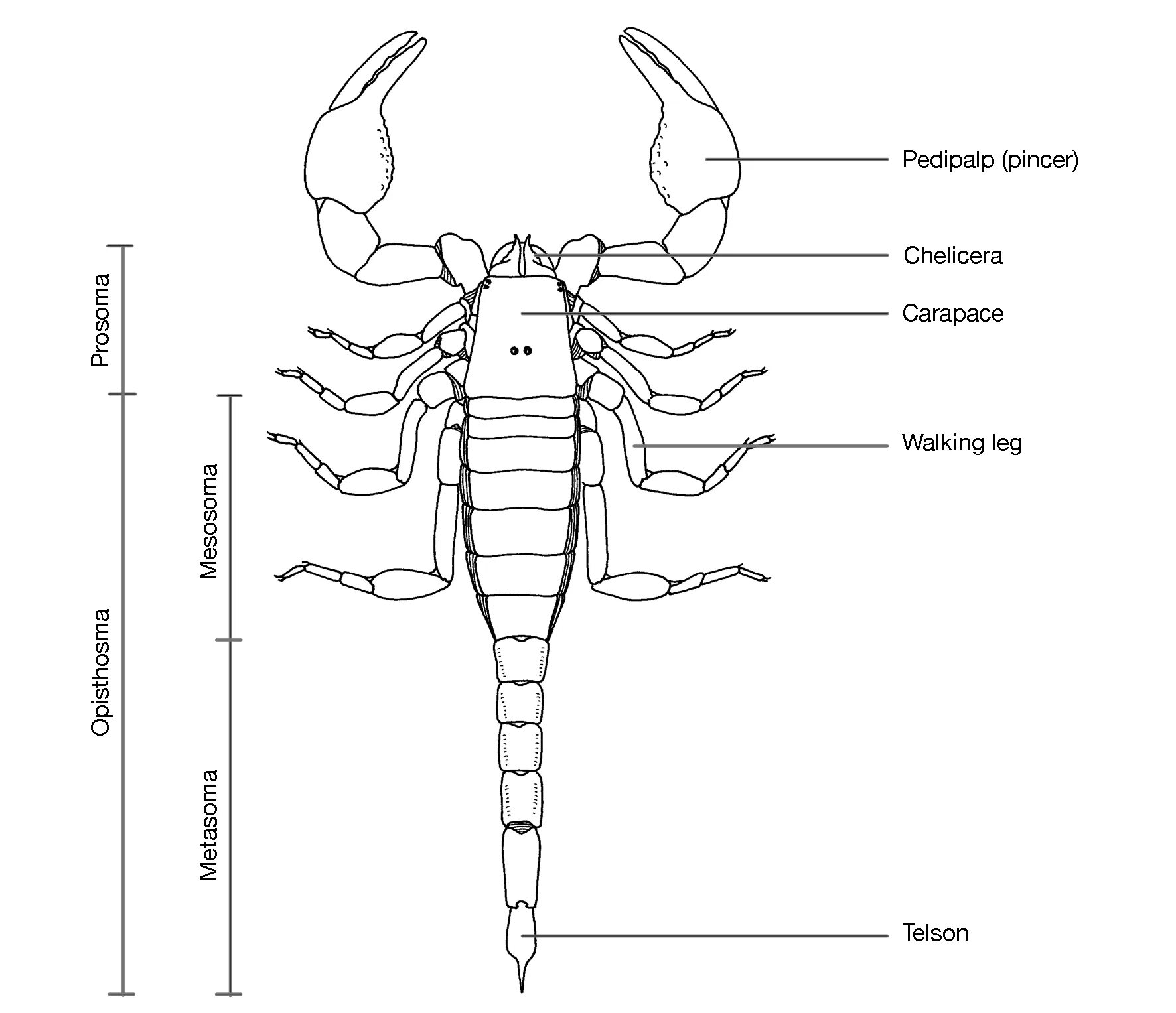 Внешнее строение скорпиона. Скорпион Buthus eupeus строение. Строение анатомии скорпиона. Внешнее строение скорпиона схема. Сегментированное тело у каких