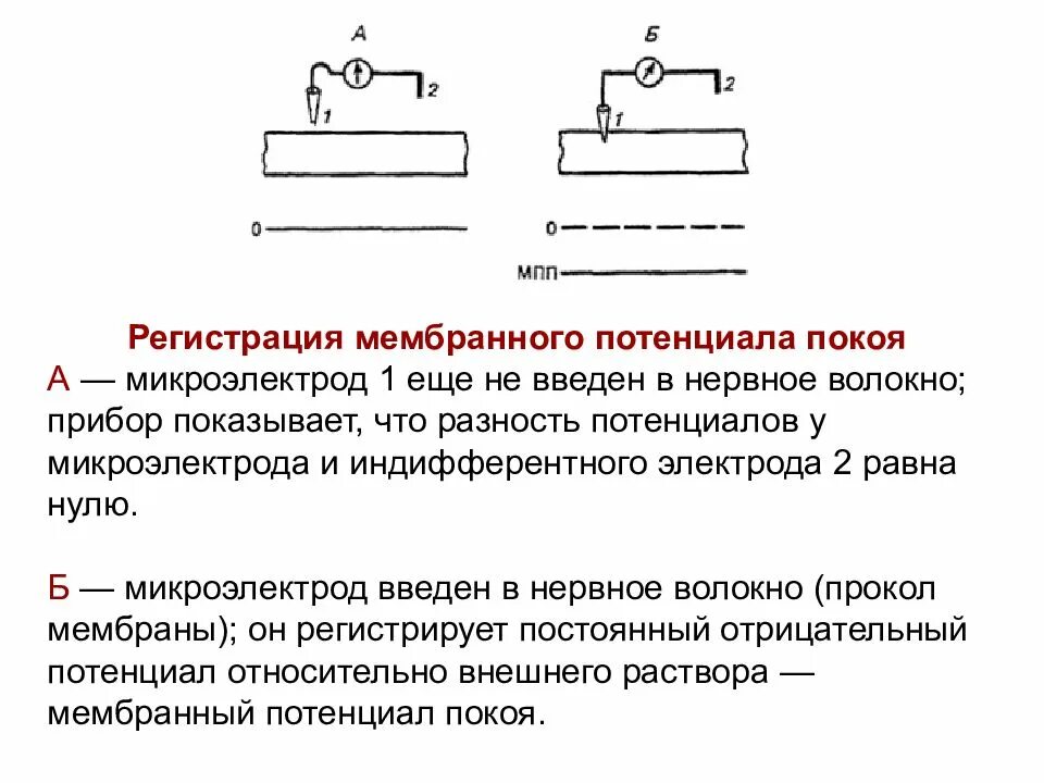 Методы регистрации мембранного потенциала. Способы обнаружения мембранного потенциала покоя. Методы регистрации мембранного потенциала покоя. Регистрация и измерение потенциала покоя. Потенциальный прибор