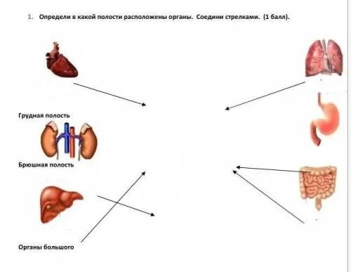 Соедини орган и его название. Зеркальное расположение органов синдром. У белы соединяются органы. 4 Класс окружающий мир где находятся орган тест. В какой полости тела они расположены