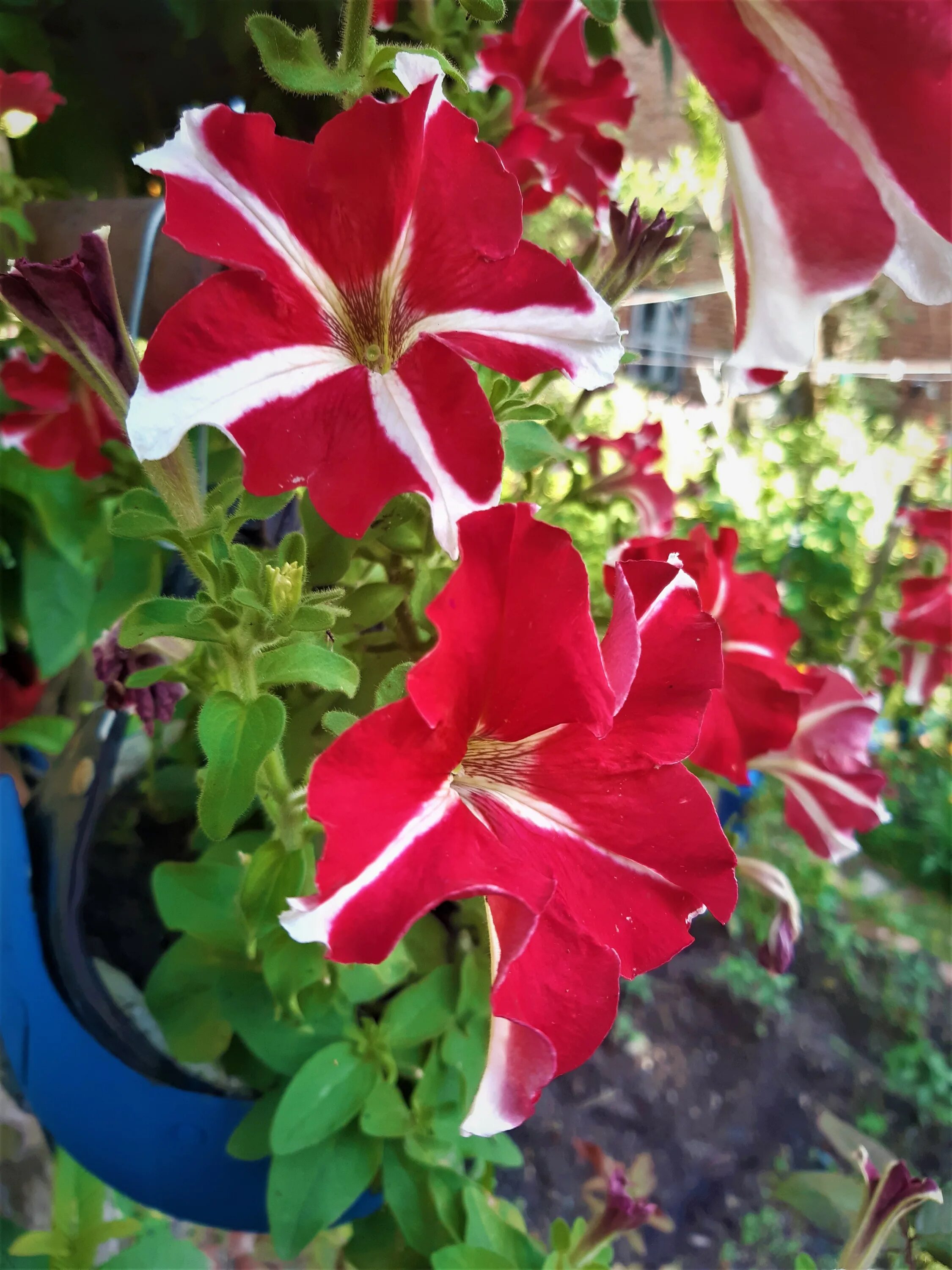 Петуния вивьен. Петуния petunia little bright red. петуния сорт &quot;лагуна&quot; вивьен. петуния вивьен ф1.