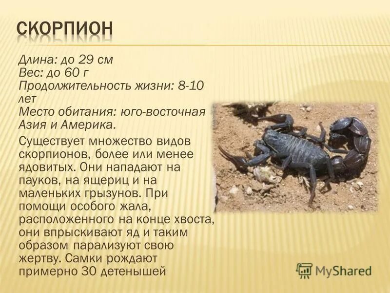 железный скорпион. кабан скорпион мужчина. мужчина скорпион кабан. кабан скорпион. кабан скорпион.