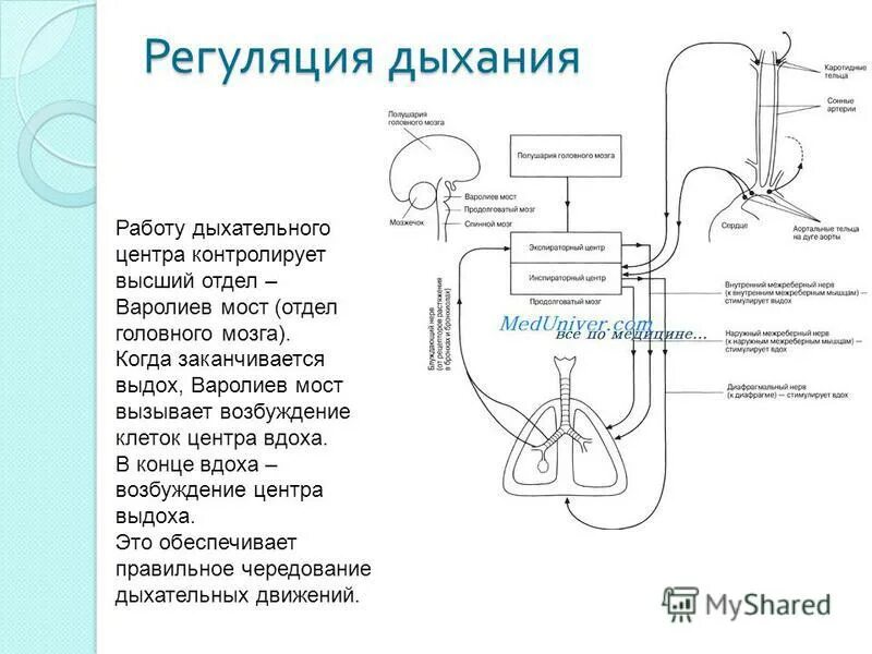 система дыхания нервная гуморальная регуляция. гуморальная регуляция дыхания. нервно-гуморальная регуляция дыхания. схема регуляции дыхания 8 класс биология. описать механизм регуляции дыхания.